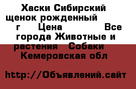 Хаски Сибирский (щенок рожденный 20.03.2017г.) › Цена ­ 25 000 - Все города Животные и растения » Собаки   . Кемеровская обл.